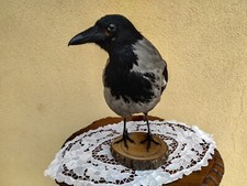 Trofeo caccia cornacchia usato  Orsago