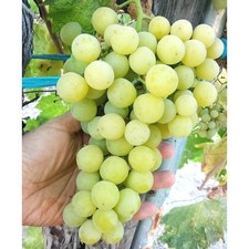 T112u sugar sweet for sale  Bakersfield