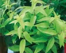 Herb plants garden for sale  WORKSOP