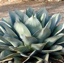 Agave ovatifolia no usato  Napoli