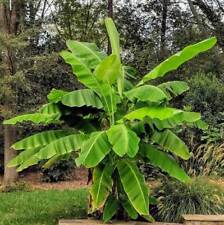Basjoo banana tree for sale  Hurley