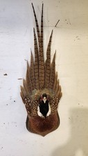 mounted pheasant for sale mounted pheasant for sale Cottonwood