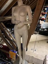 Full size female for sale  BRISTOL