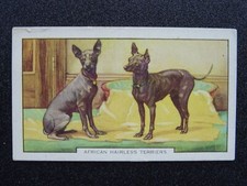 African hairless terrier for sale  UK