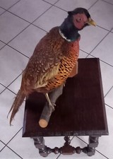 Taxidermie faisan forêt d'occasion  Beaumont-le-Roger