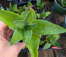 Agave desmettiana lot for sale  Punta Gorda