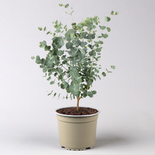 Eucalyptus gunnii azura gebraucht kaufen  Deutschland