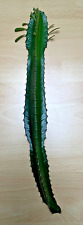 Euphorbia kanaren wolfsmilch gebraucht kaufen  Aßlar
