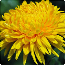 Chrysanthemum dendranthema all for sale  BELVEDERE