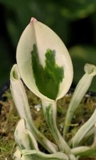 Heliamphora flamingo medium usato  Latina