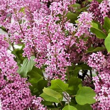 Syringa flowerfesta pink for sale  GLASGOW