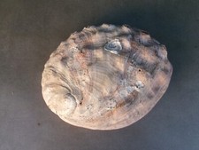 Gros coquillage ormeau d'occasion  Saint-Just-Saint-Rambert