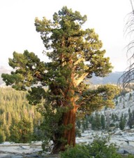 Calocedrus decurrens weihrauch usato  Napoli