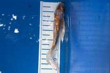 Silver orange premium for sale  Salt Lake City