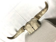 Corne vache trophée d'occasion  Héricourt