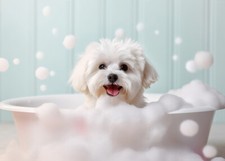 Maltese dog pup for sale  Milwaukee