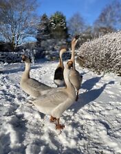 Chinese goose eggs for sale  CASTLE DOUGLAS