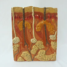 Vintage educational plaster for sale  EAST COWES