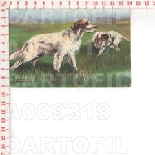 A9319 sport cane usato  Como