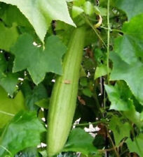 Semi zucchine zucca usato  Trappeto