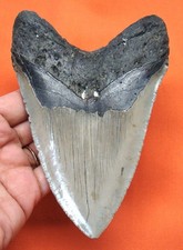 Megalodon shark tooth for sale  Bradenton