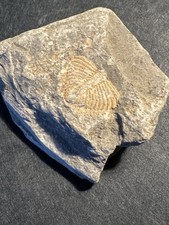 Versteinerung trilobit gebraucht kaufen  Troisdorf