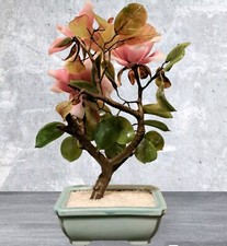 Baby jade plant for sale  Antioch