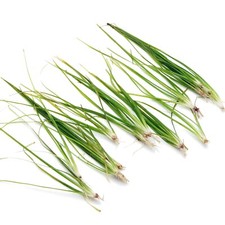 Vallisneria nana live for sale  HOUNSLOW