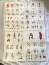 Human body anatomy for sale  Arlington