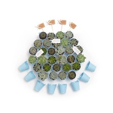 Succulent source wedding for sale  Waxhaw
