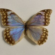 Entomologie morpho anaxibia gebraucht kaufen  Marienmünster