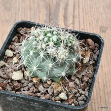 D6130 sclerocactus nyensis usato  Montefalco