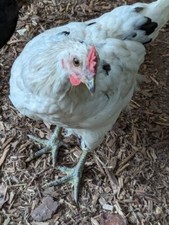 Zombie ayam cemani for sale  Husser
