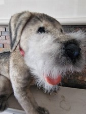 Hansa border terrier for sale  RUSHDEN