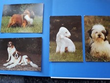 Shih tzu welpe gebraucht kaufen  Leipzig