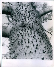 1965 Photo Bombox Tree Miami Herald Fl State Bureau Spikes Outside Poky 8X10 comprar usado  Enviando para Brazil