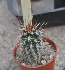 Echinocereus engelmannii ssp.f for sale  MATLOCK