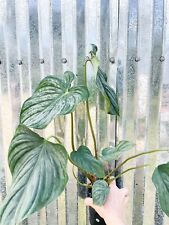 Philodendron pastazanum silver for sale  Homestead