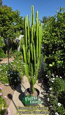 Euphorbia trigona large for sale  West Covina