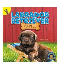 Top puppies labrador for sale  Montgomery