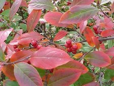 Red chokeberry aronia for sale  Elko