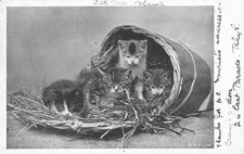 Cat kittens postcard for sale  Celina