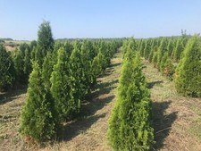 Thuja occidentalis Smaragd 2m  (180-210 cm) tuja smaragd na sprzedaż  PL