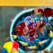 Koi multicolor galaxy for sale  Huntington Beach