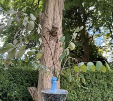 Honey locust sapling for sale  BOSTON