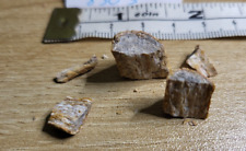 t rex bones for sale  SOLIHULL