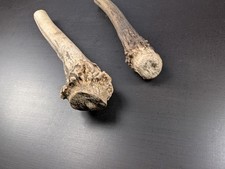 Rothirschgeweih abwurfstangen  gebraucht kaufen  Langenberg