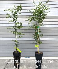 California australian finger for sale  Fremont