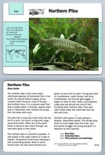 Northern pike 17.15 for sale  SLEAFORD