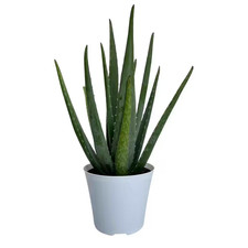 Aloe vera plant for sale  Hialeah